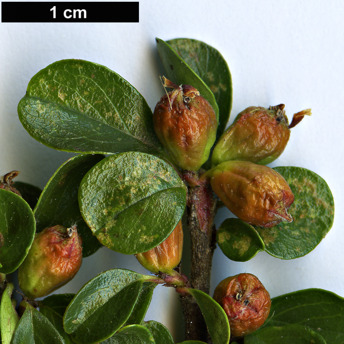 High resolution image: Family: Rosaceae - Genus: Cotoneaster - Taxon: atropurpureus